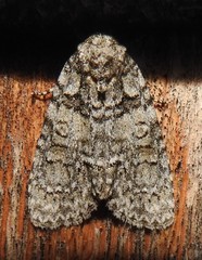 Acronicta modica
