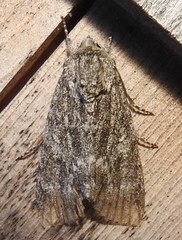 Acronicta impleta