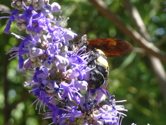 Megascolia maculata flavifrons