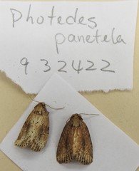 Photedes panatela