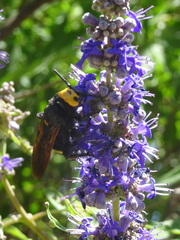 Megascolia maculata flavifrons