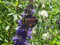 Megascolia maculata flavifrons