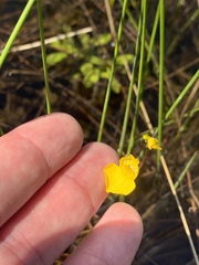 Utricularia intermedia