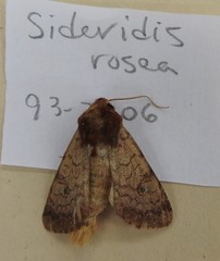 Sideridis rosea