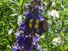 Megascolia maculata flavifrons