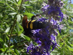 Megascolia maculata flavifrons