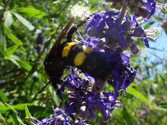 Megascolia maculata flavifrons