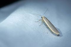 Eilema lurideola