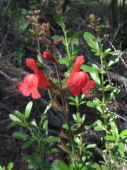 Salvia greggii