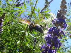 Megascolia maculata flavifrons