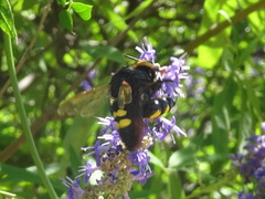 Megascolia maculata flavifrons