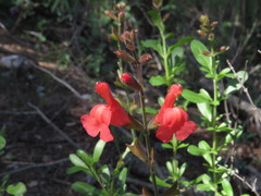 Salvia greggii