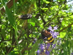 Megascolia maculata flavifrons