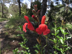Salvia greggii