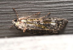 Anaplectoides prasina