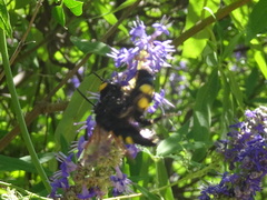 Megascolia maculata flavifrons