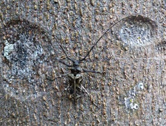 Macropophora accentifer