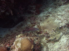 Plectropomus oligacanthus