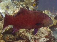 Plectropomus oligacanthus