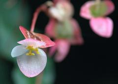 Begonia dioica