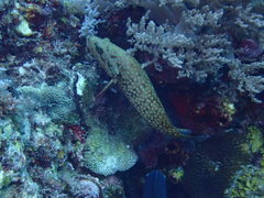 Cephalopholis cyanostigma