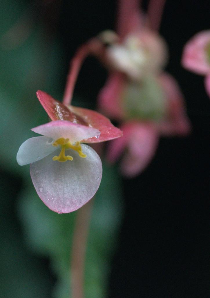 Begonia dioica