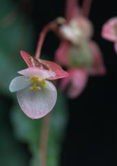 Begonia dioica
