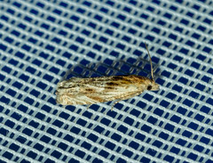Eucosma cana