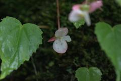 Begonia dioica