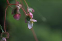 Begonia dioica