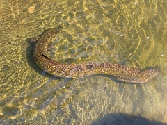 Indian Mottled Eel photo 4