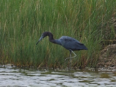 Egretta caerulea