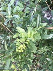 Ligustrum vulgare
