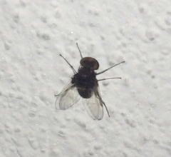 Chrysopilus basilaris
