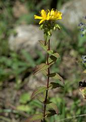 Hypericum elodeoides
