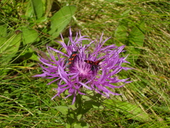 Centaurea nervosa
