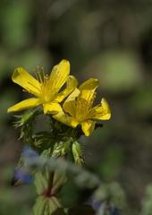Hypericum elodeoides