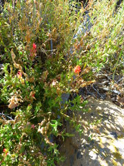 Castilleja martini martini