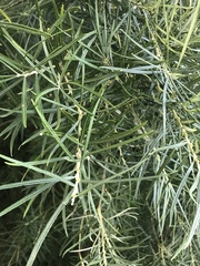 Salix
