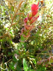 Castilleja martini martini