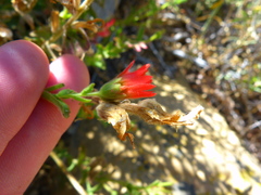 Castilleja martini martini