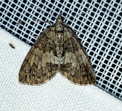 Hydriomena impluviata