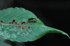Callistethus auronitens