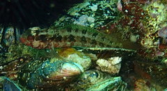 Alloclinus holderi