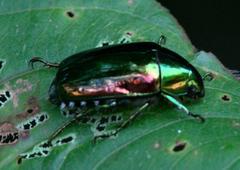 Callistethus auronitens