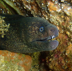 Gymnothorax mordax