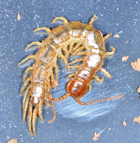Pseudolithobius megaloporus