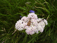 Eriopygodes imbecilla