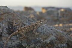 Anolis onca