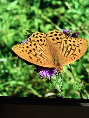 Argynnis paphia